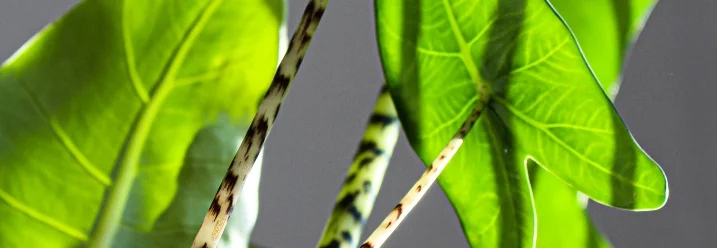 Grüne Blätter und Stiele einer Pflanze.